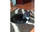 black and white tom cat 1yr old not very good with....