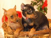 Male/Female Miniature-Pinscher-Puppies for sale.