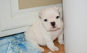 Male and Female English Bulldog puppies for sale.