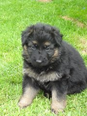 Black And Tan German Shepherd Dog Puppies For Sale.