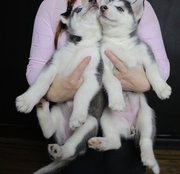 Siberian Husky Puppies 