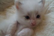 Beautiful Ragdol Kittens Available 